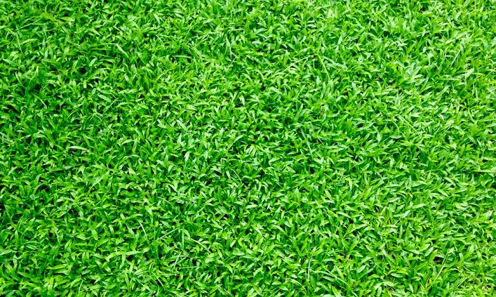 Artificial grass: All you need to know