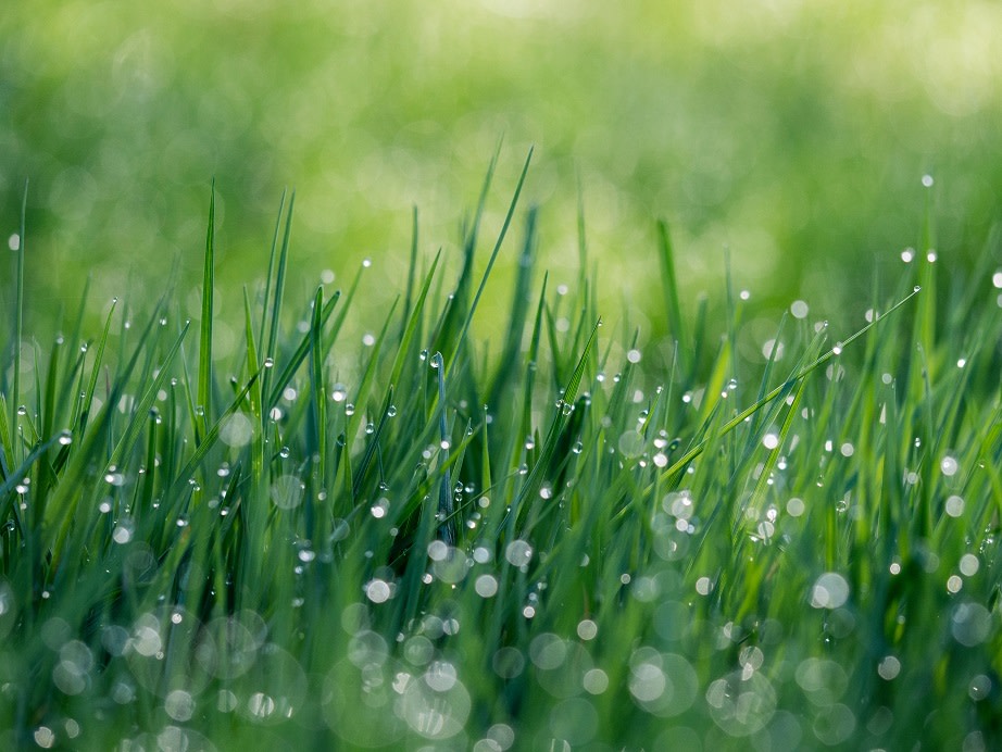 Different Types of Grass and How to Take Care of Them