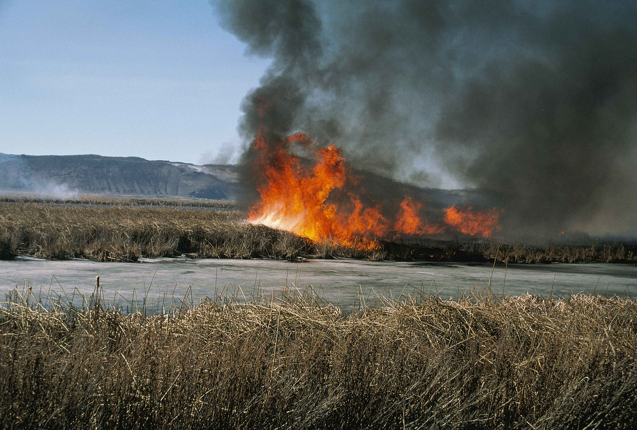 Burning Grass Removing Thatch with Fire